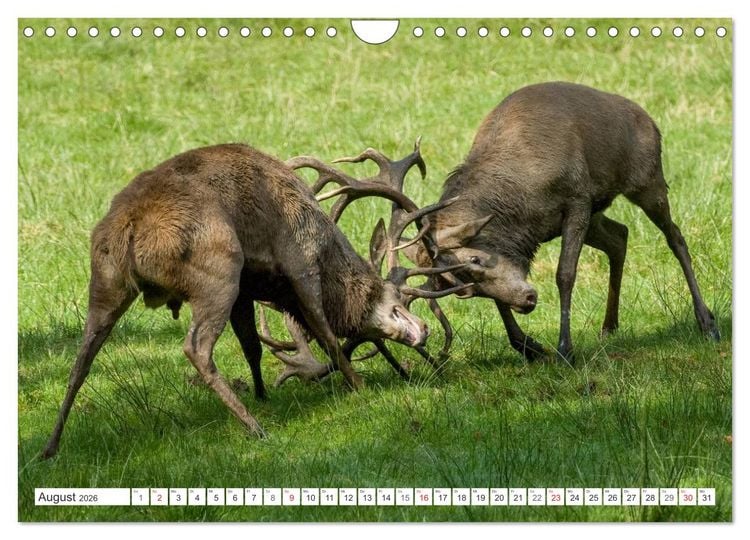 Produktbild: Emotionale Momente: Hirschbrunft (Wandkalender 2026 DIN A4 quer), CALVENDO Monatskalender