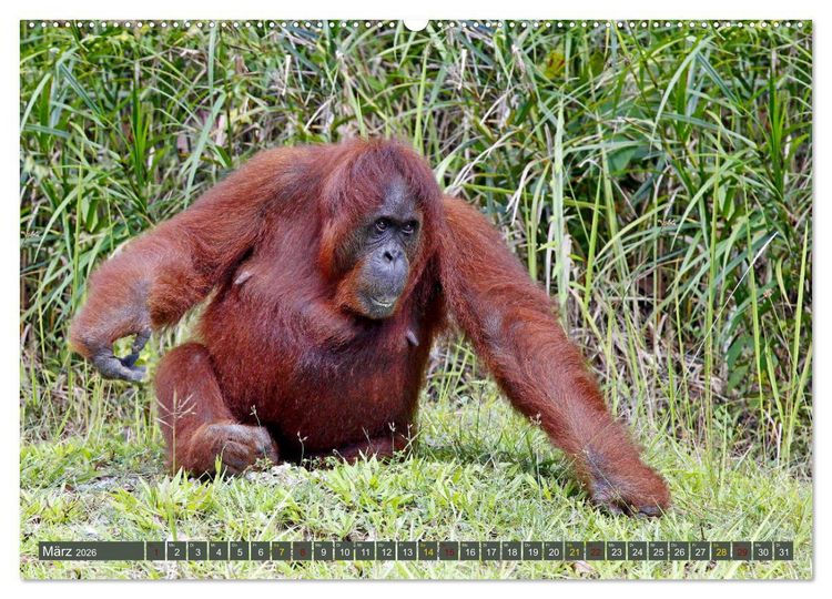 Produktbild: Waldmenschen - Orang Utans auf Borneo (hochwertiger Premium Wandkalender 2026 DIN A2 quer), Kunstdruck in Hochglanz