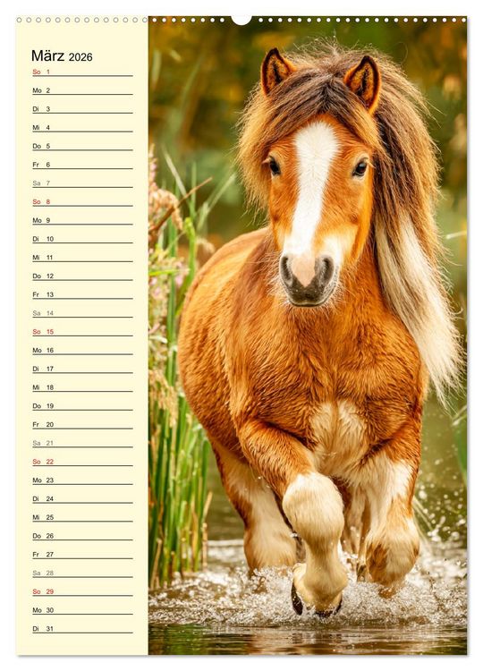 Produktbild: Zauber der Ponys. Kleine Pferde in der Natur (hochwertiger Premium Wandkalender 2026 DIN A2 hoch), Kunstdruck in Hochglanz