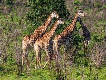 Produktbild: CALVENDO Puzzle Giraffen unterwegs zum Wasserloch, S&uuml;dafrika | 1000 Teile Lege-Gr&ouml;&szlig;e 64x48cm Foto-Puzzle f&uuml;r gl&uuml;ckliche Stunden