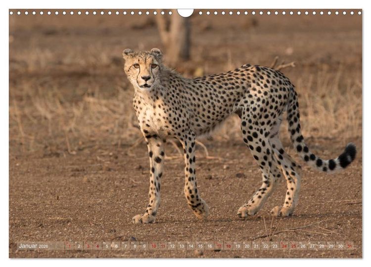 Produktbild: Geparden - Die Sch&ouml;nheiten Afrikas (Wandkalender 2026 DIN A3 quer), CALVENDO Monatskalender