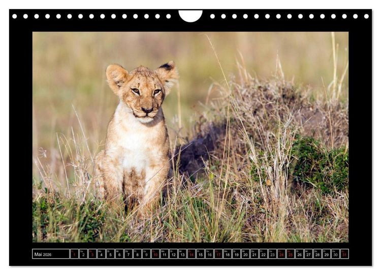 Produktbild: Afrikas Katzen (Wandkalender 2026 DIN A4 quer), CALVENDO Monatskalender
