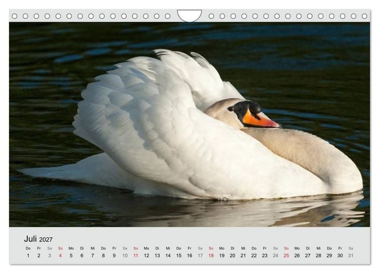 Produktbild: Mit dem Schwan durchs Jahr 2027 (Wandkalender 2027 DIN A4 quer), CALVENDO Monatskalender