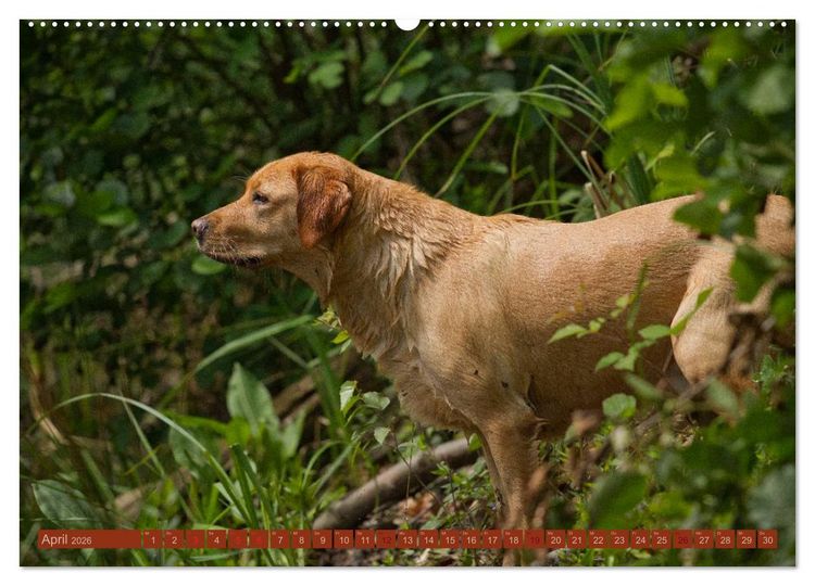 Produktbild: Faszination Hund (Wandkalender 2026 DIN A2 quer), CALVENDO Monatskalender