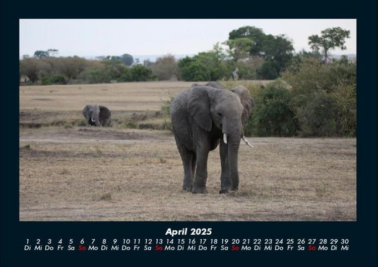 Produktbild: Elefanten 2025 Fotokalender DIN A4
