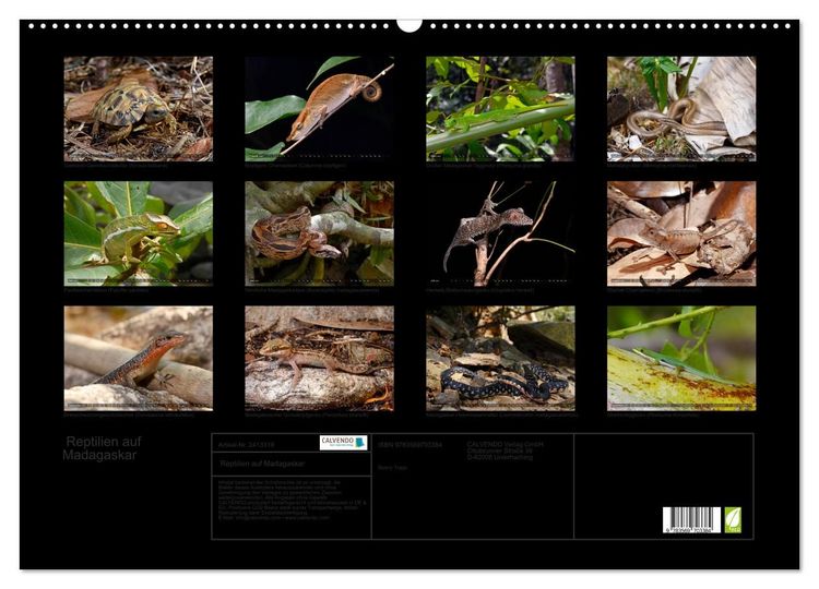 Produktbild: Reptilien auf Madagaskar (Wandkalender 2027 DIN A2 quer), CALVENDO Monatskalender