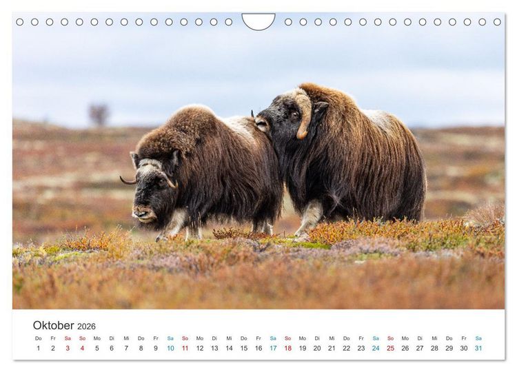 Produktbild: Die letzten Moschusochsen Europas (Wandkalender 2026 DIN A4 quer), CALVENDO Monatskalender