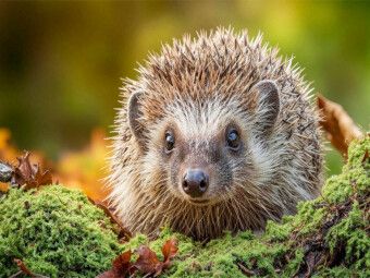 Produktbild: CALVENDO Puzzle Ein Igel krabbelt durch buntes Laub und Moos - der Herbst ist da | 1000 Teile Lege-Gr&ouml;&szlig;e 64x48cm Foto-Puzzle f&uuml;r gl&uuml;ckliche Stunden