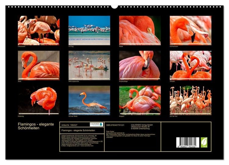 Produktbild: Flamingos - elegante Sch&ouml;nheiten (hochwertiger Premium Wandkalender 2026 DIN A2 quer), Kunstdruck in Hochglanz