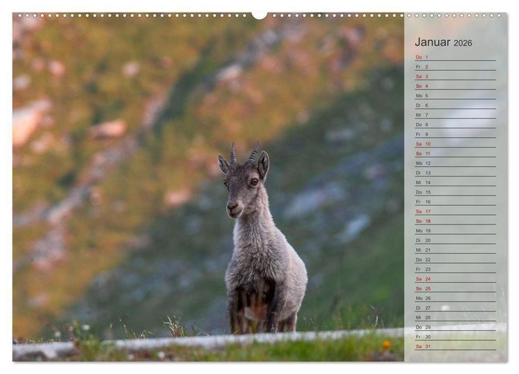 Produktbild: Bergk&ouml;nige - Steinb&ouml;cke im Blickpunkt der Naturfotografie (Wandkalender 2026 DIN A2 quer), CALVENDO Monatskalender