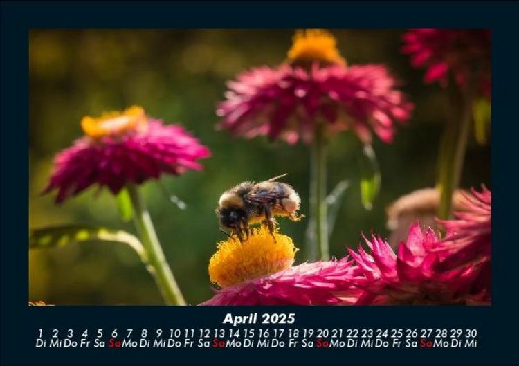 Produktbild: Blumenzauber 2025 Fotokalender DIN A5