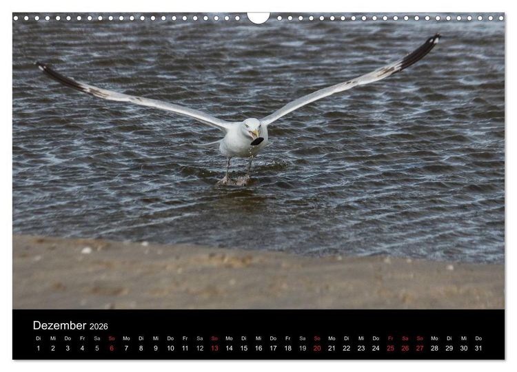 Produktbild: Spontane Fotografie - M&ouml;wen (Wandkalender 2026 DIN A3 quer), CALVENDO Monatskalender