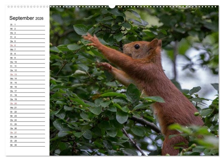 Produktbild: Mit dem Eichh&ouml;rnchen durchs Jahr (Wandkalender 2026 DIN A2 quer), CALVENDO Monatskalender