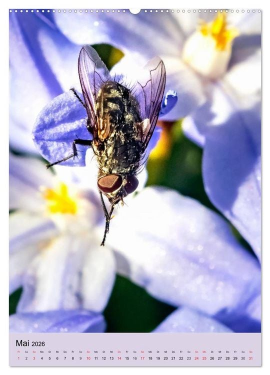 Produktbild: INSEKTENWELT - Heimische N&uuml;tzlinge ganz nah (Wandkalender 2026 DIN A2 hoch), CALVENDO Monatskalender