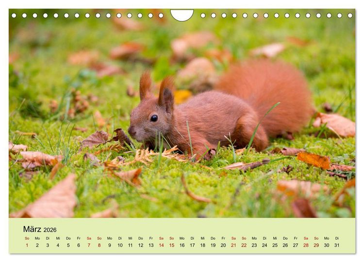Produktbild: Eichh&ouml;rnchen in Berlin (Wandkalender 2026 DIN A4 quer), CALVENDO Monatskalender