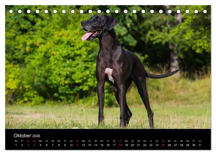 Produktbild: Deutsche Dogge 2026 (Tischkalender 2026 DIN A5 quer), CALVENDO Monatskalender