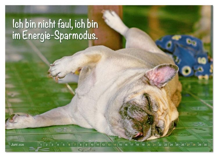 Produktbild: L&auml;cheln mit Mops (Wandkalender 2026 DIN A4 quer), CALVENDO Monatskalender