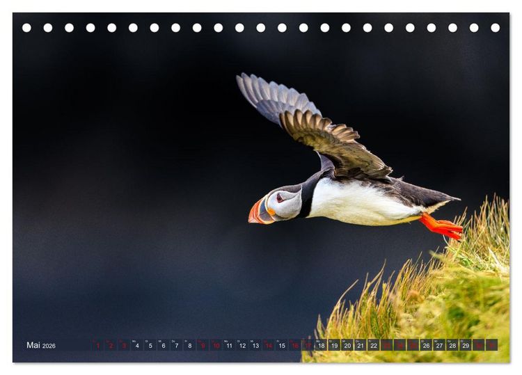 Produktbild: Puffins - Papageientaucher auf Island (Tischkalender 2026 DIN A5 quer), CALVENDO Monatskalender
