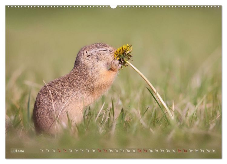 Produktbild: Zauberhafte Ziesel (Wandkalender 2026 DIN A2 quer), CALVENDO Monatskalender