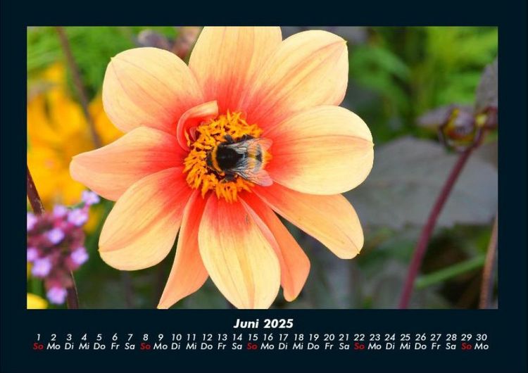Produktbild: Bienen 2025 Fotokalender DIN A4