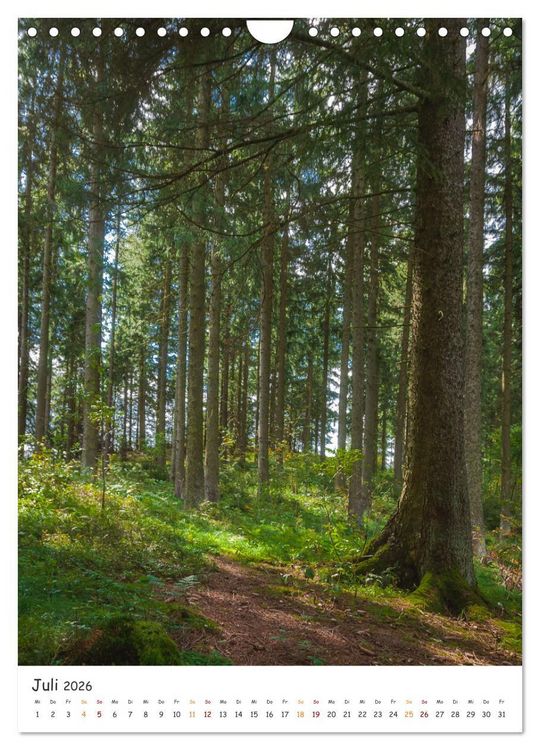 Produktbild: B&auml;ume im Harz (Wandkalender 2026 DIN A4 hoch), CALVENDO Monatskalender