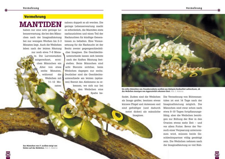 Produktbild: Bl&uuml;tenmantiden