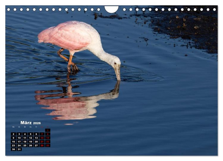 Produktbild: Floridas wunderbare Vogelwelt (Wandkalender 2026 DIN A4 quer), CALVENDO Monatskalender