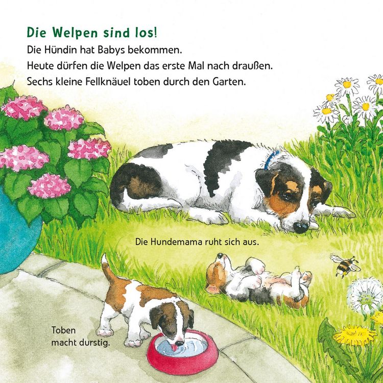 Produktbild: Maxi Pixi 463: Entdecke die Tierkinder