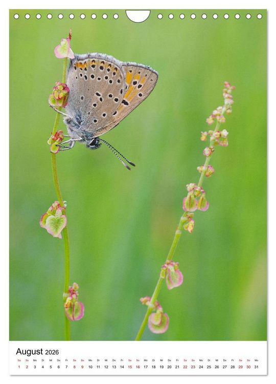 Produktbild: Insekten,Sch&ouml;nheiten der Natur (Wandkalender 2026 DIN A4 hoch), CALVENDO Monatskalender