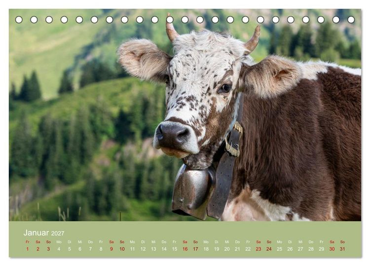 Produktbild: Allg&auml;uer Rindvieh 2027 (Tischkalender 2027 DIN A5 quer), CALVENDO Monatskalender