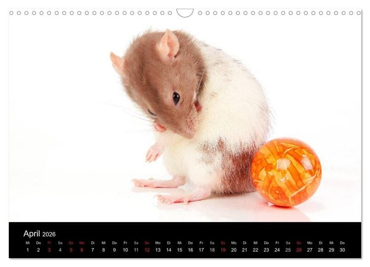 Produktbild: S&uuml;&szlig;e M&auml;use und Coole Ratten (Wandkalender 2026 DIN A3 quer), CALVENDO Monatskalender