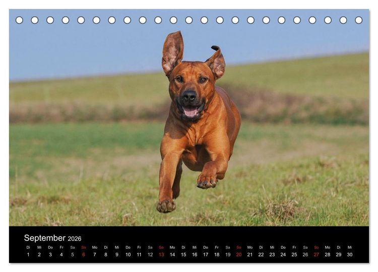 Produktbild: Rhodesian Ridgeback 2026 (Tischkalender 2026 DIN A5 quer), CALVENDO Monatskalender