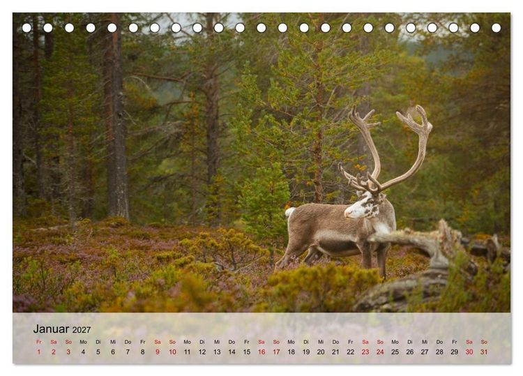 Produktbild: Magische Tiermomente (Tischkalender 2027 DIN A5 quer), CALVENDO Monatskalender