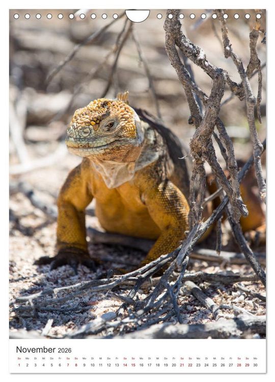 Produktbild: Galapagos - Atemberaubende Tierwelt (Wandkalender 2026 DIN A4 hoch), CALVENDO Monatskalender