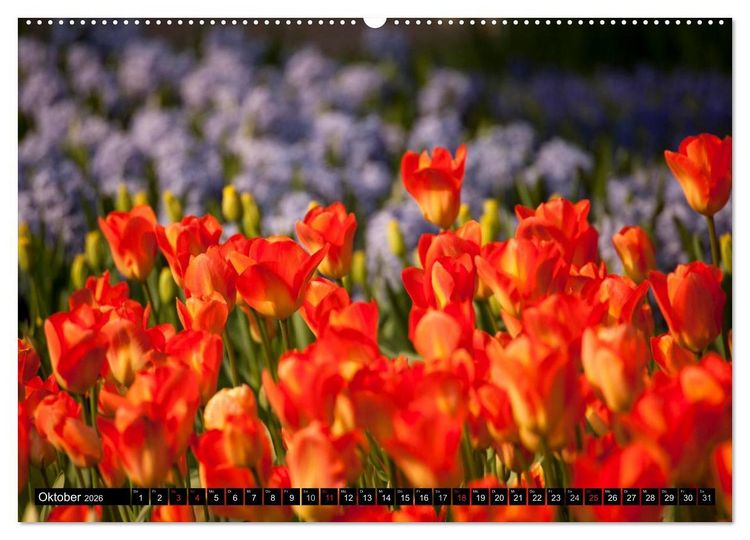 Produktbild: Tulpen (hochwertiger Premium Wandkalender 2026 DIN A2 quer), Kunstdruck in Hochglanz