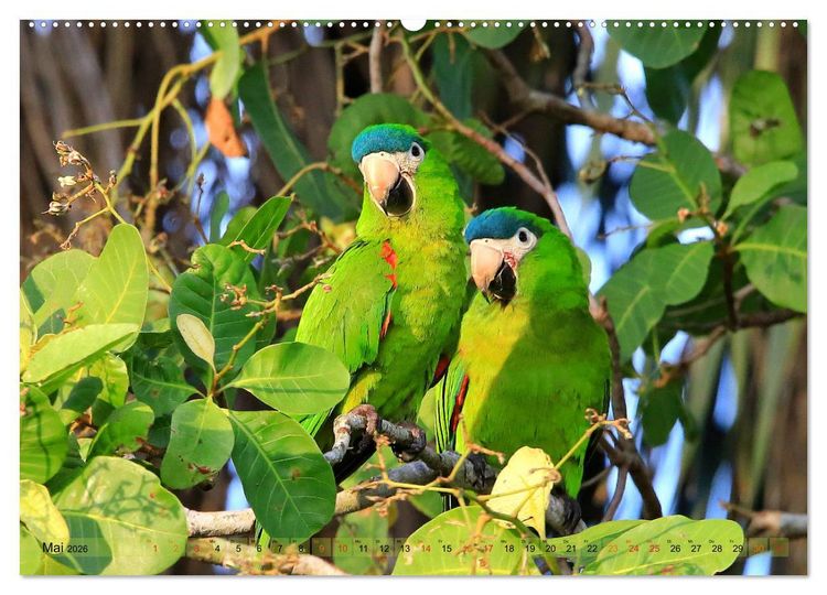 Produktbild: Aras im Pantanal (hochwertiger Premium Wandkalender 2026 DIN A2 quer), Kunstdruck in Hochglanz
