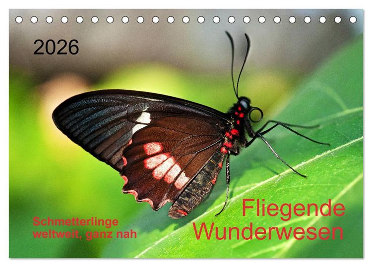 Produktbild: Fliegende Wunderwesen. Schmetterlinge weltweit, ganz nah (Tischkalender 2026 DIN A5 quer), CALVENDO Monatskalender