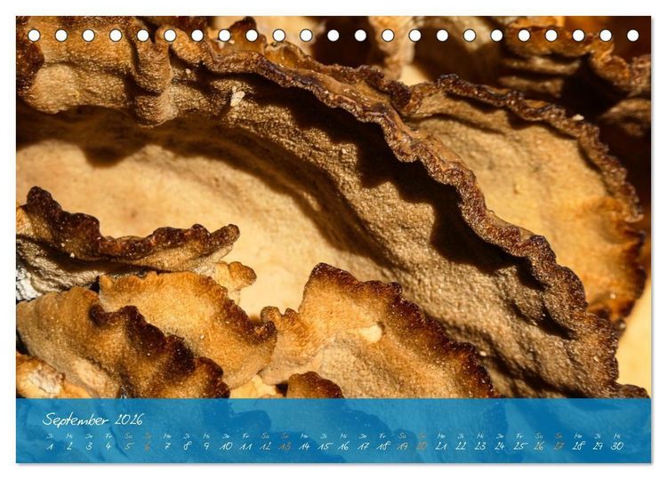 Produktbild: Natur abstrakt Farben und Strukturen (Tischkalender 2026 DIN A5 quer), CALVENDO Monatskalender
