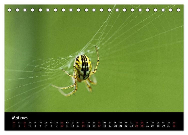 Produktbild: Heimische Spinnen (Tischkalender 2026 DIN A5 quer), CALVENDO Monatskalender