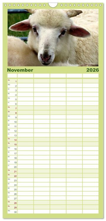 Produktbild: Familienplaner 2026 - Sch&auml;fchen z&auml;hlen - mit Schafen durchs Jahr mit 5 Spalten (Wandkalender, 21 x 45 cm) CALVENDO