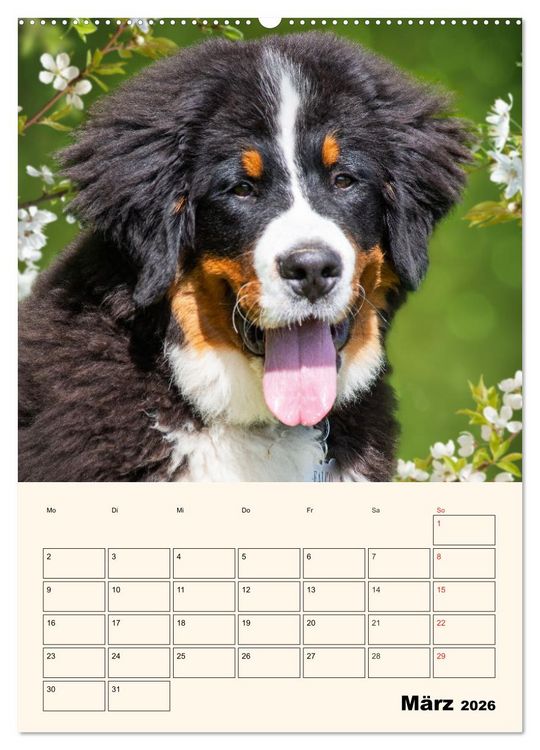 Produktbild: Traumhaft sch&ouml;n - Der Berner Sennenhund (Wandkalender 2026 DIN A2 hoch), CALVENDO Monatskalender