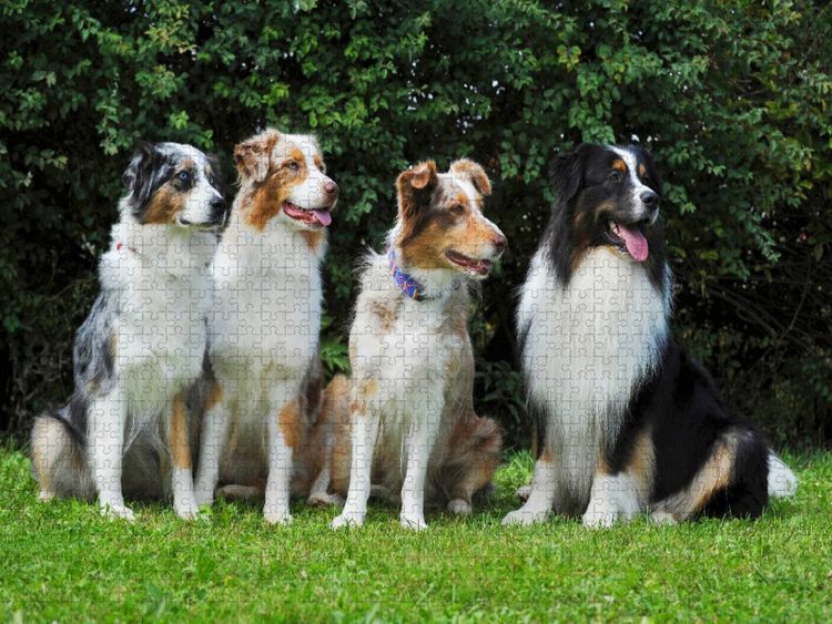 Produktbild: CALVENDO Puzzle Ein Motiv aus dem Kalender Bekannt wie ein bunter Hund. Australian Shepherd - Familienplaner hoch | 1000 Teile Lege-Gr&ouml;&szlig;e 64x48cm Foto