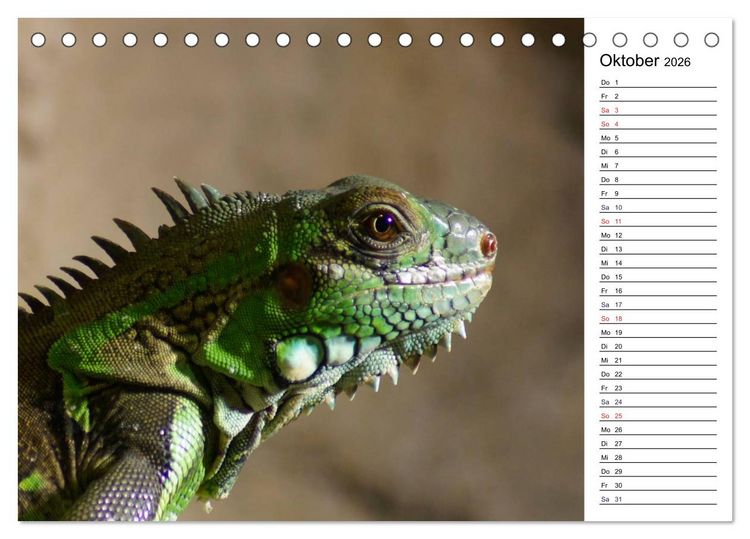 Produktbild: Faszinierende Tierportraits (Tischkalender 2026 DIN A5 quer), CALVENDO Monatskalender
