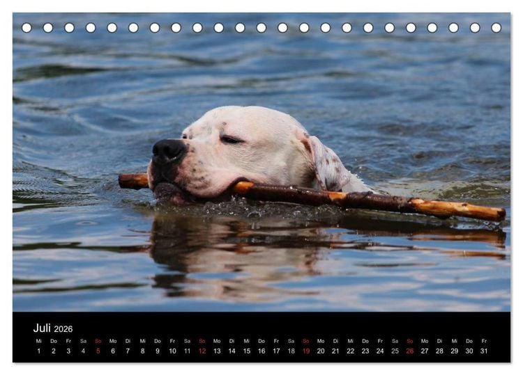 Produktbild: American Bulldog - stolz, loyal, einzigartig (Tischkalender 2026 DIN A5 quer), CALVENDO Monatskalender