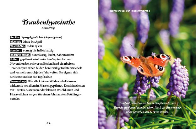 Produktbild: Das kleine Buch: Mein Garten für Bienen & Schmetterlinge