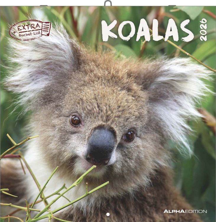 Bild vom Artikel Koalas 2026 - Broschürenkalender 30x30 cm (30x60 geöffnet) - Kalender mit Platz für Notizen - koala bears - Bildkalender - Wandplaner - Bärenkalender vom Autor Alpha Edition