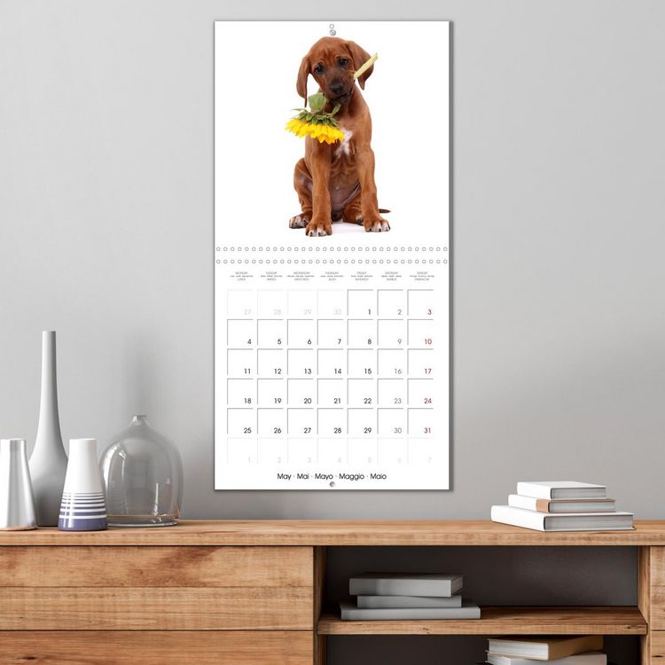 Produktbild: Cute Funny Dogs (Wall Calendar 2026 12 &times; 12 Inch) CALVENDO 12 Month Wall Calendar
