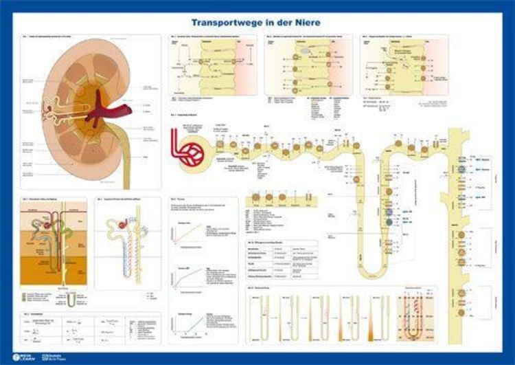 Produktbild: Nephron-Poster