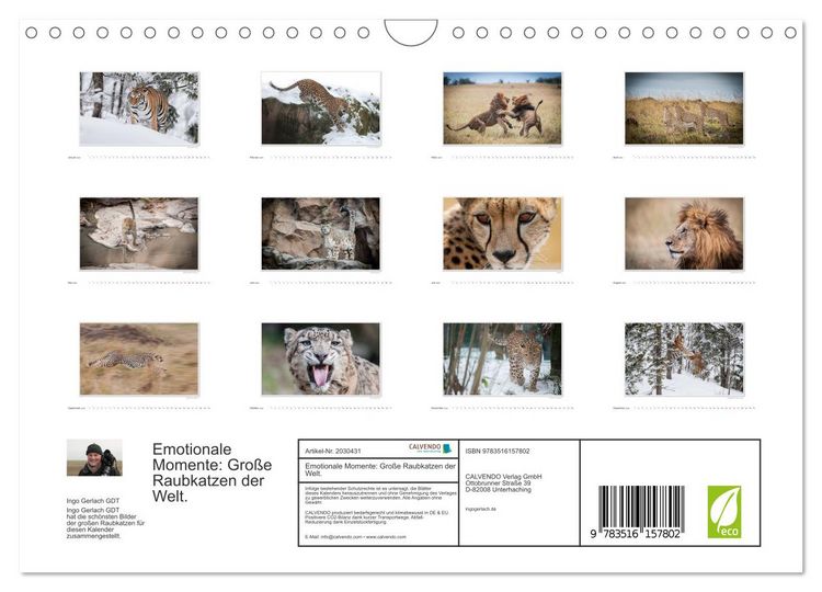 Produktbild: Emotionale Momente: Gro&szlig;e Raubkatzen der Welt. (Wandkalender 2026 DIN A4 quer), CALVENDO Monatskalender