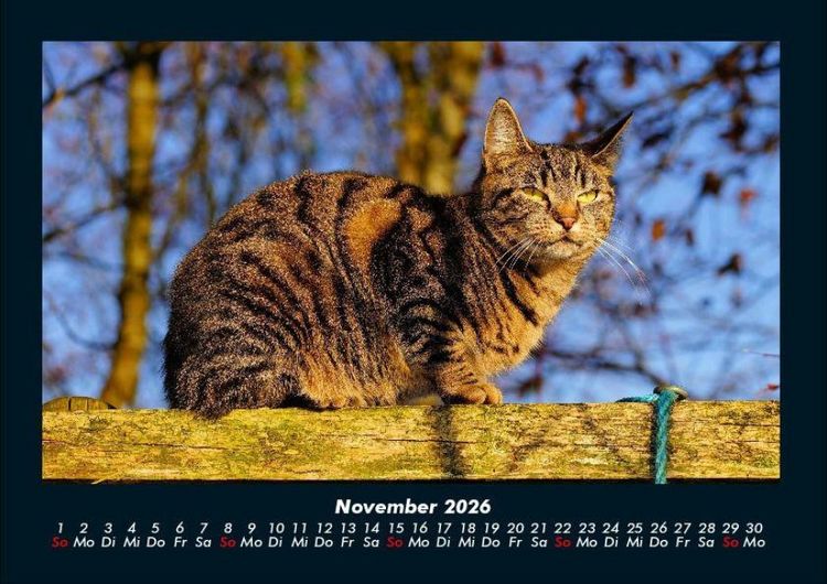Produktbild: F&uuml;r Katzenfreunde 2026 Fotokalender DIN A4